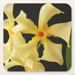 Star Jasmine Flower coastercnm Kartonnen Onderzetters