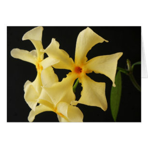 Star Jasmine Flower GCA