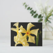 Star Jasmine Flower pccna Briefkaart (Staand voorkant)