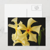 Star Jasmine Flower pccna Briefkaart (Voorkant / Achterkant)