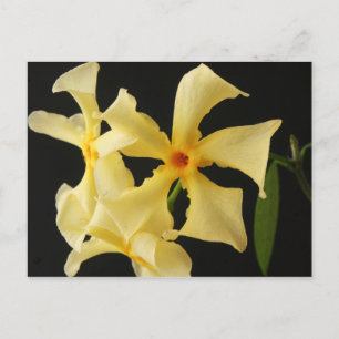 Star Jasmine Flower pccna Briefkaart