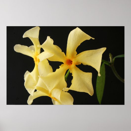 Star Jasmine Flower Wapa Poster (Voorkant)