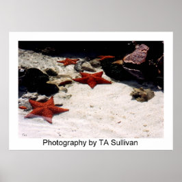 Star Light, Star Bright door TDGallery Poster