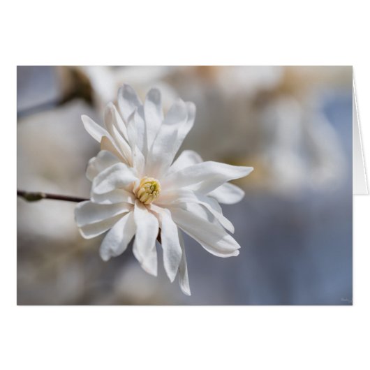 Star Magnolia Bloom (Voorkant Horizontaal)
