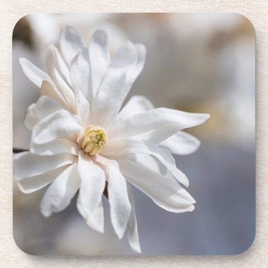 Star Magnolia Bloom Bier Onderzetter (Voorkant)