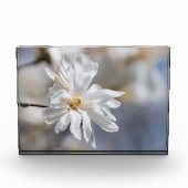Star Magnolia Bloom Fotoblokken (Voorkant)