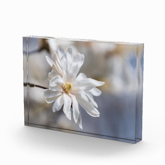 Star Magnolia Bloom Fotoblokken (Rechts)