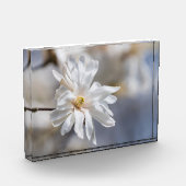 Star Magnolia Bloom Fotoblokken (Links)