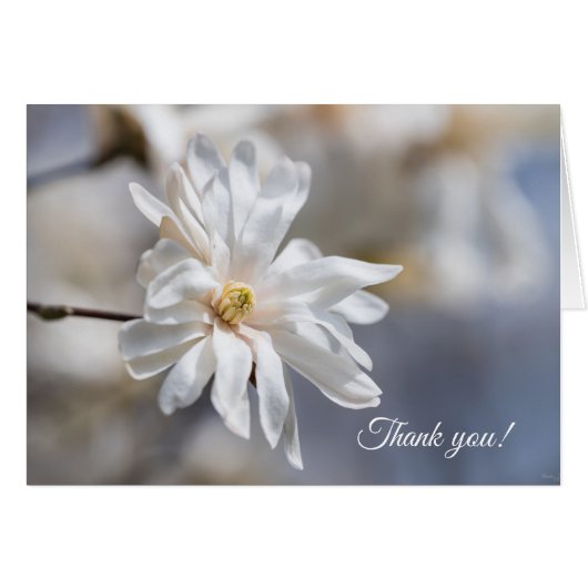 Star Magnolia Bloom - Hartelijk dank (Voorkant Horizontaal)