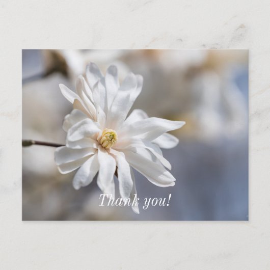 Star Magnolia Bloom Hartelijk dank Briefkaart (Voorkant)