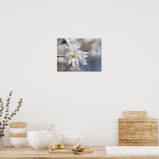 Star Magnolia Bloom Poster (Keuken)