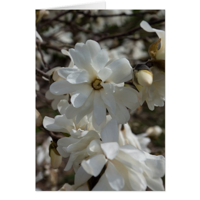 Star Magnolia Blooms (Voorkant)