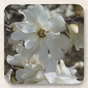 Star Magnolia Blooms Drankjes Onderzetter