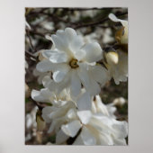 Star Magnolia Blooms Poster (Voorkant)