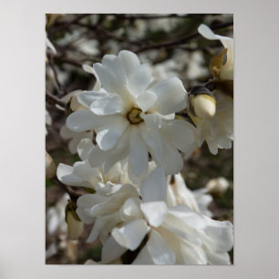 Star Magnolia Blooms Poster