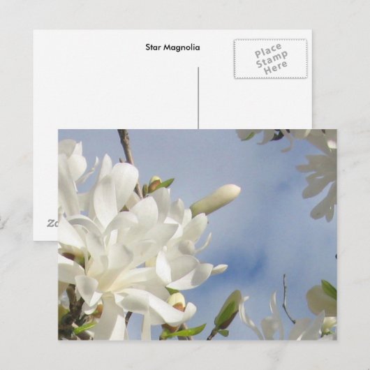 Star Magnolia Briefkaart (Voorkant / Achterkant)