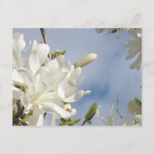 Star Magnolia Briefkaart