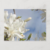 Star Magnolia Briefkaart (Voorkant)