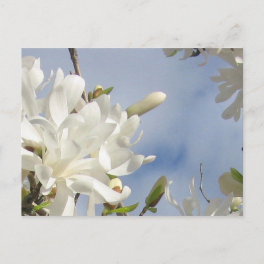 Star Magnolia Briefkaart (Voorkant)