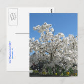 Star Magnolia Briefkaart (Voorkant / Achterkant)