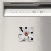 Star Magnolia close-up magneet (Insitu (Vaatwasser))