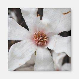 Star Magnolia close-up magneet