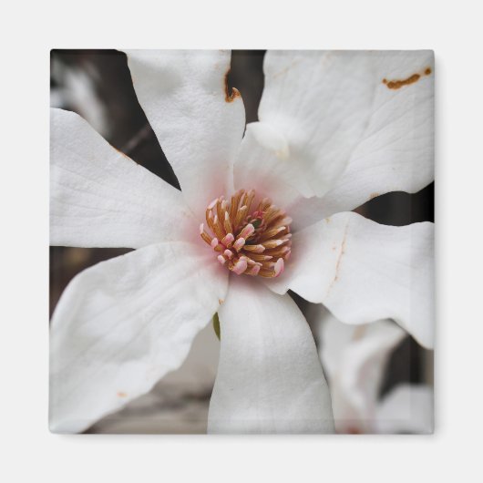 Star Magnolia close-up magneet (Voorkant)