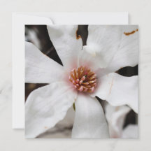 Star Magnolia Kaart