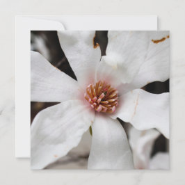 Star Magnolia Kaart