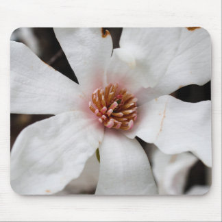 Star Magnolia Muismat