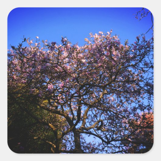 Star Magnolia Stickers (Voorkant)