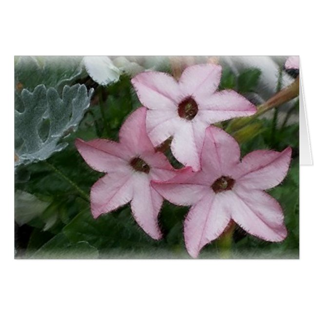Star (Nicotainia) Flowers (Voorkant Horizontaal)