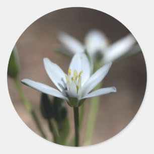 Star-of-Bethlehem (Ornithogalum umbellatum) bloem Ronde Sticker