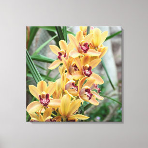 Star Orchids Canvas Afdruk