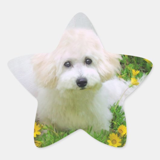 Star Photo Stickers (Voorkant)