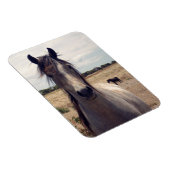 Star The Arab Pony, Flexible Magnet Magneet (Rechterzijde)