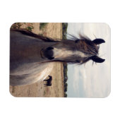 Star The Arab Pony, Flexible Magnet Magneet (Horizontaal)