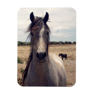 Star The Arab Pony, Flexible Magnet Magneet