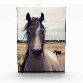 Star The Arab Pony, Fotoblokken (Voorkant)