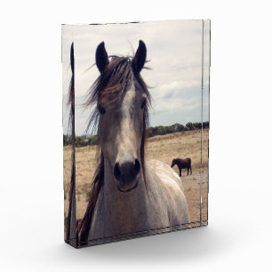 Star The Arab Pony, Fotoblokken