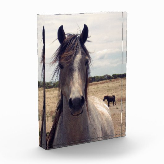 Star The Arab Pony, Fotoblokken (Links)