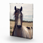 Star The Arab Pony, Fotoblokken (Rechts)