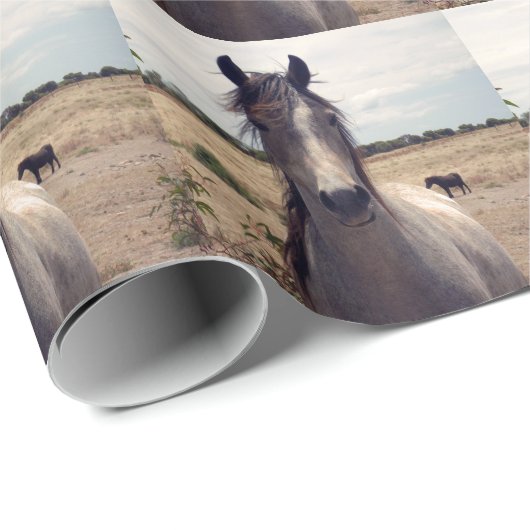 Star The Arab Pony, pakpapier (Rol Hoek)