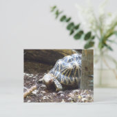 Star Tortoise-Briefkaart Briefkaart (Staand voorkant)