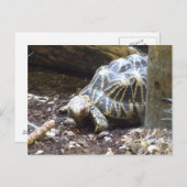 Star Tortoise-Briefkaart Briefkaart (Voorkant / Achterkant)