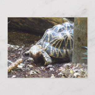 Star Tortoise-Briefkaart Briefkaart
