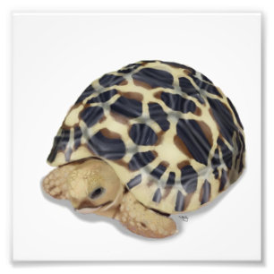 Star Tortoise Print Foto Afdruk