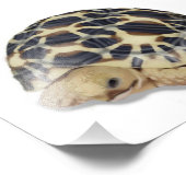 Star Tortoise Print Foto Afdruk (Hoek)