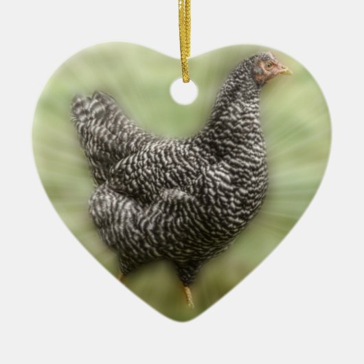Starburst Chicken Young Barred Plymouth Rock Hen Keramisch Ornament (Voorkant)