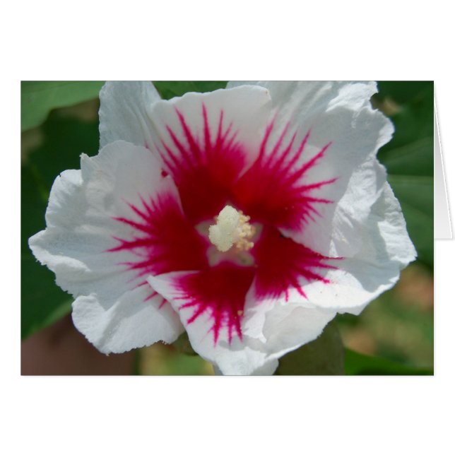 Starburst Flower Card (Voorkant Horizontaal)